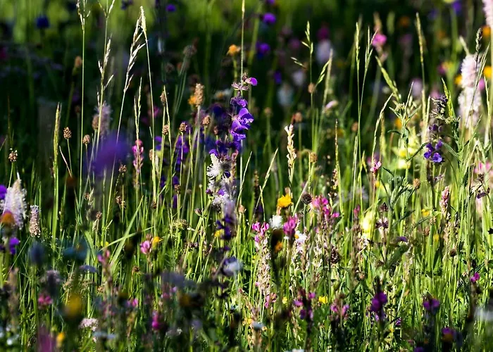 Ferienraum * فوندس